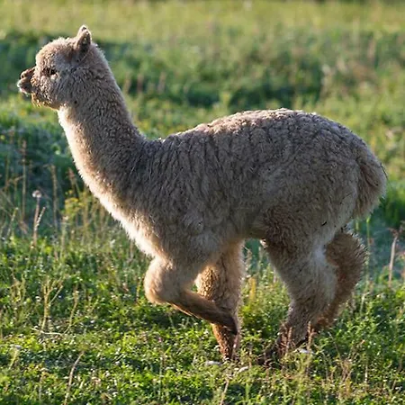 Tourist Farm Mali Raj Smještaj na farmi