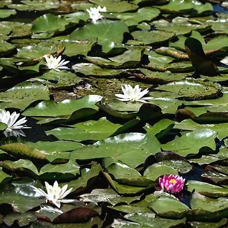 Tourist Farm Mali Raj * Dolenci