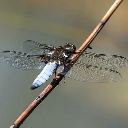 Tourist Farm Mali Raj 农家乐 *