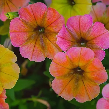 Tourist Farm Mali Raj Dolenci