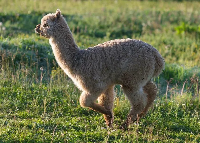 Tourist Farm Mali Raj Çiftlik konaklama