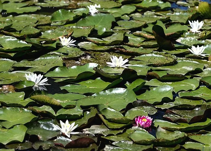 Tourist Farm Mali Raj * Dolenci