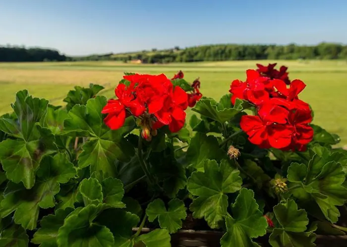 Tourist Farm Mali Raj Çiftlik konaklama