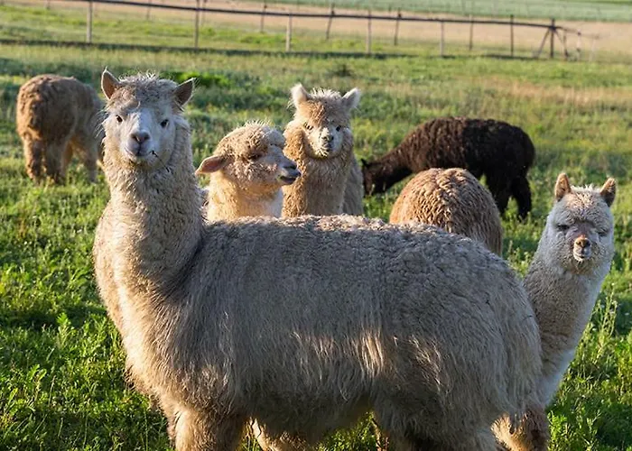 Tourist Farm Mali Raj Çiftlik konaklama Dolenci