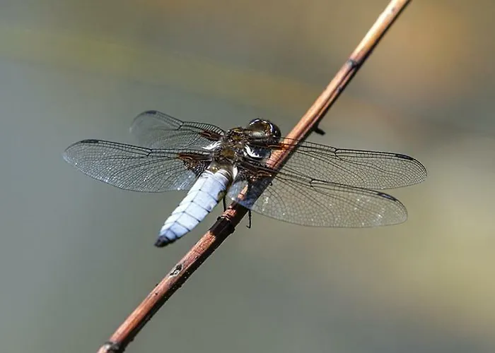 Tourist Farm Mali Raj Çiftlik konaklama *