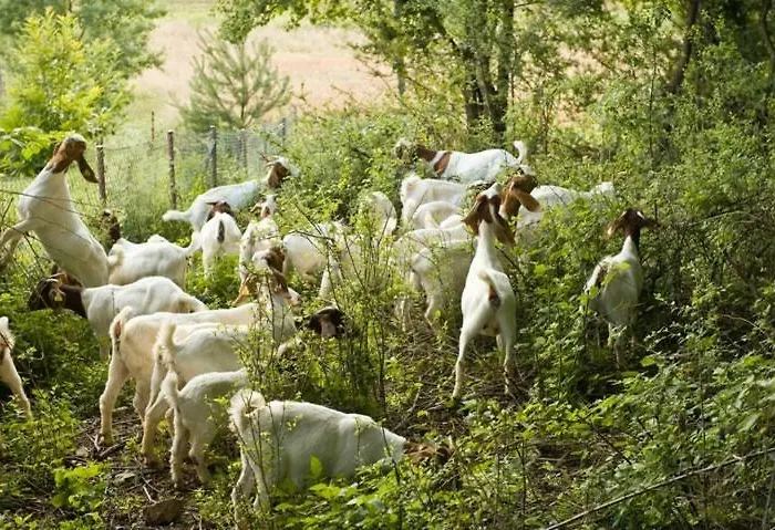 Lantgård Tourist Farm Mali Raj Dolenci