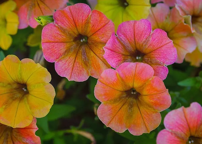 Tourist Farm Mali Raj Dolenci