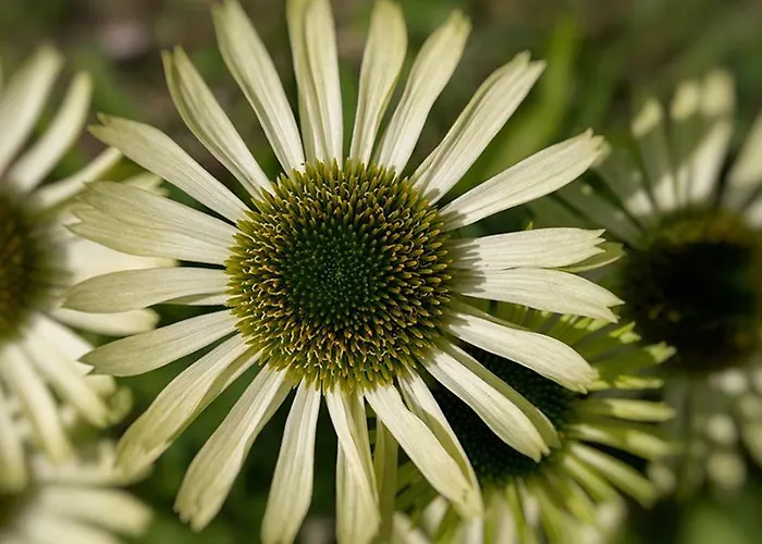 Tourist Farm Mali Raj